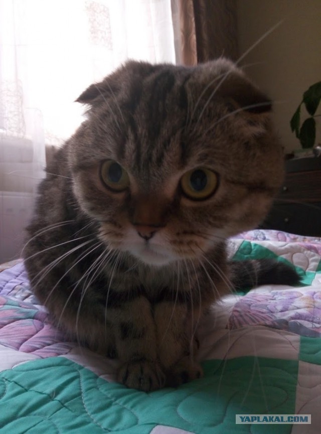 Мой спящий рыжий кот