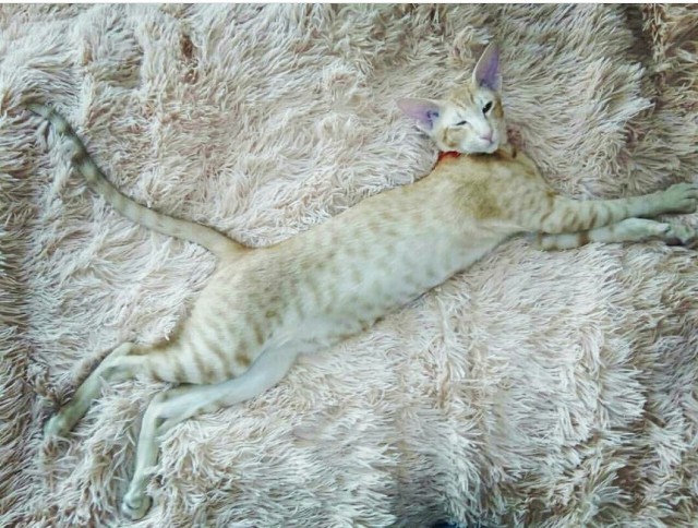 Котовторник  01.05.2018