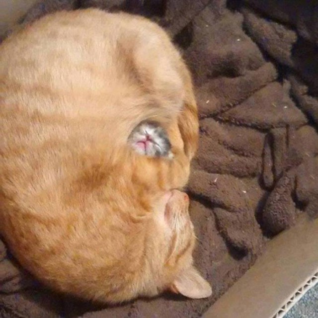Прикольных котов пост