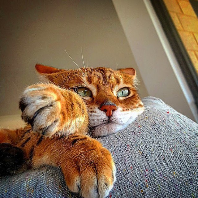 Прикольных котов пост