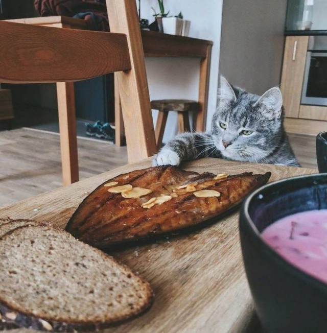 Прикольных котов пост