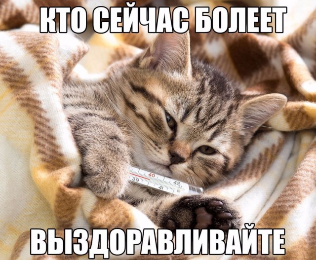 Прикольных котов пост