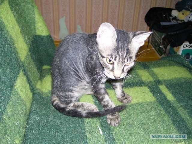 It's Catursday Fever! (Котовторник)