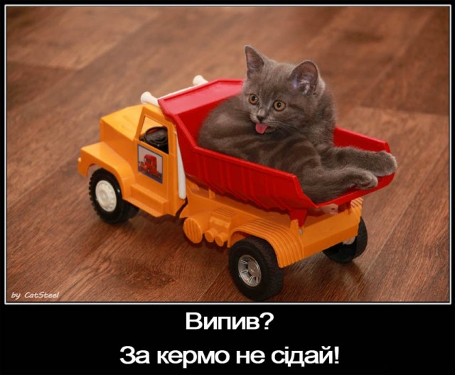 Котовторник уже сегодня!
