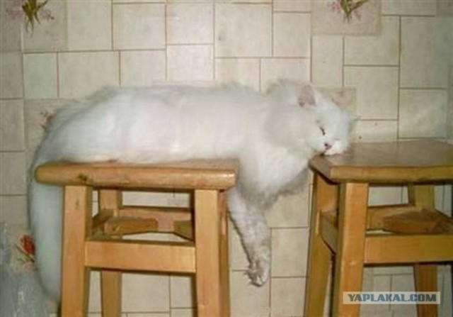 Котовторник объявляется открытым!