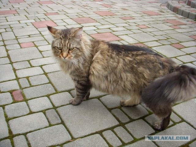 Ну и где ваш котовторник?