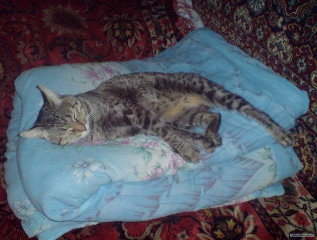 Котовторник 13.12.11 - магическе числа