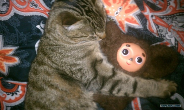 Котовторник (31.01.2012)