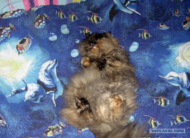 Котовторник (21.02.2012)