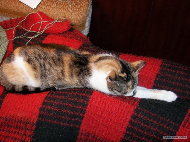 Котовторник! 13.03.2012
