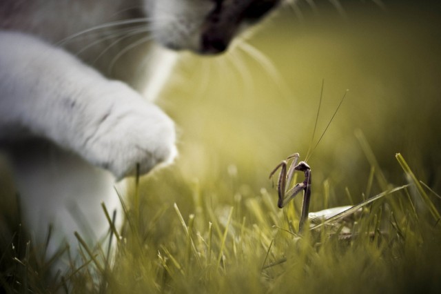 Котовторник 17.04.2012
