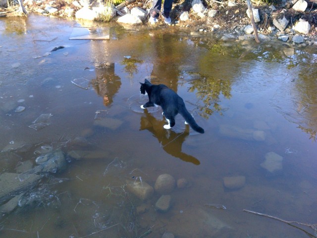 Святой котэ