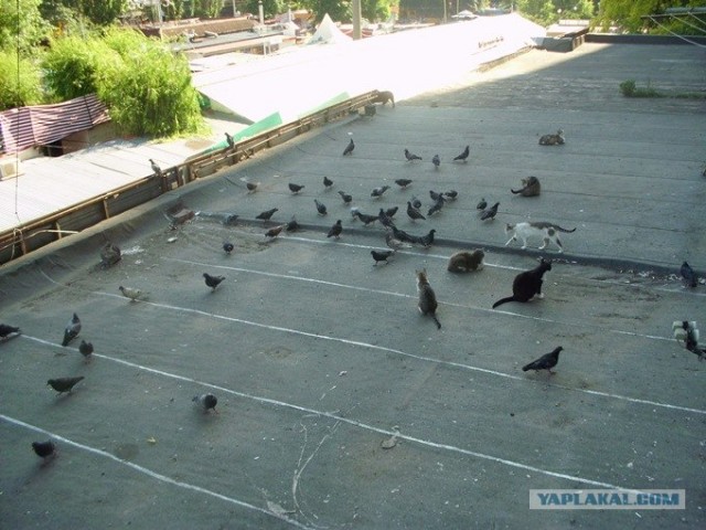 Котовторник  12. 06. 2012
