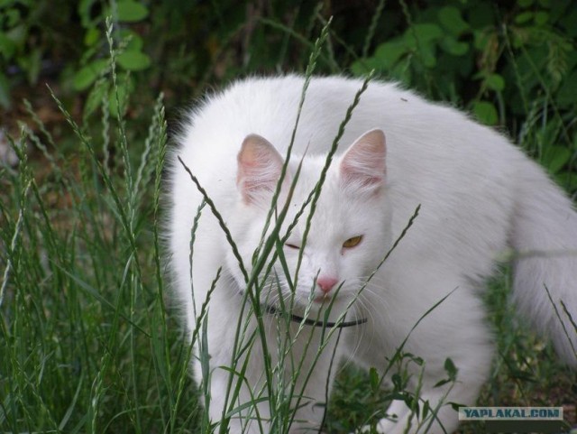 Котовторник 10. 07. 2012