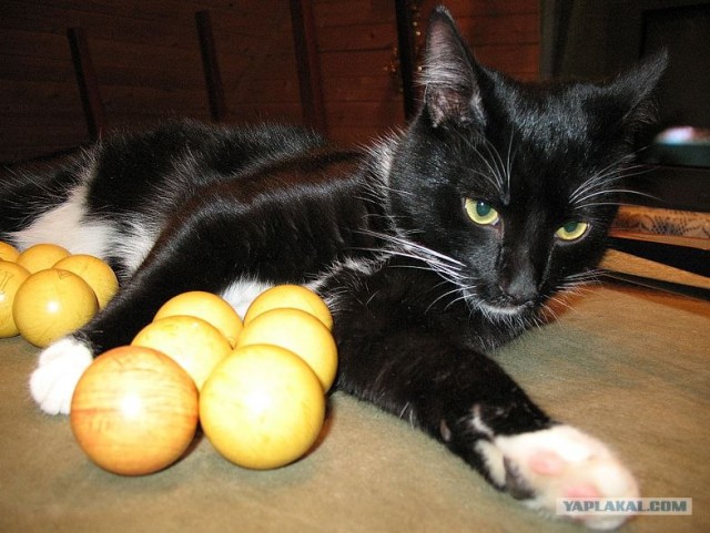 Котовторник 11.09.2012