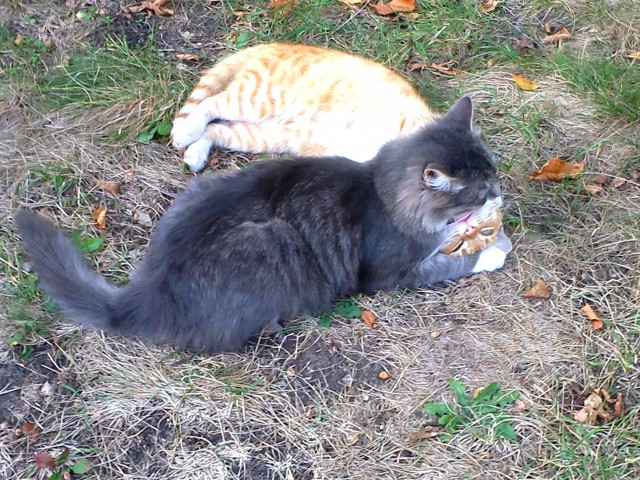 Котовторник  16.10.12