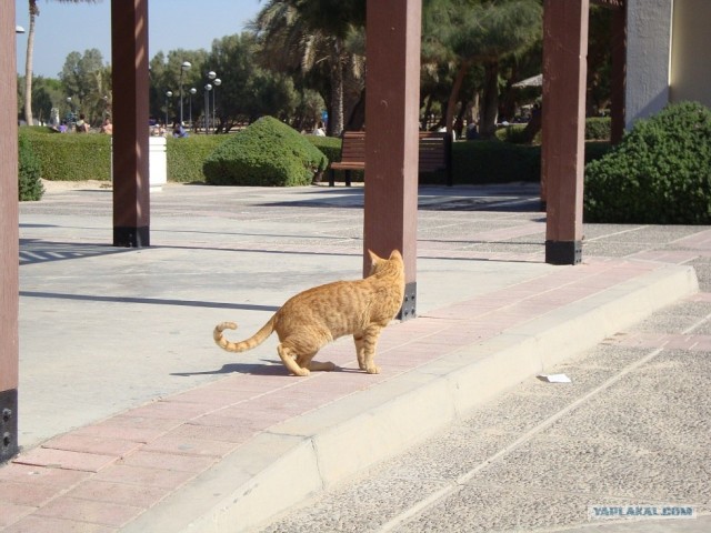 Котовторник 29.01.2013