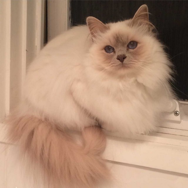 Забавные фото котеек