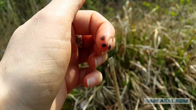 Поездка на озеро Комсомольское