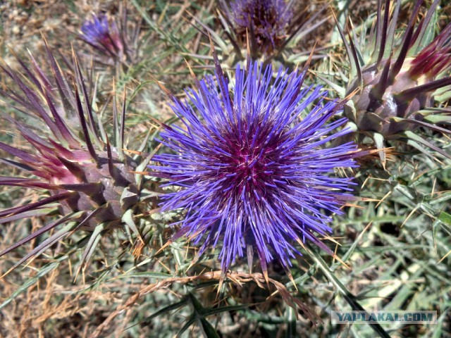 Жемчужина иблейской кухни