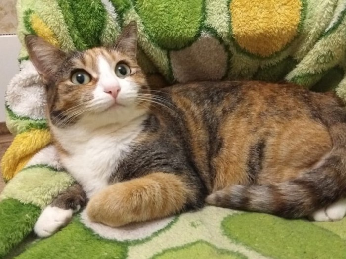 Вот так котовторник