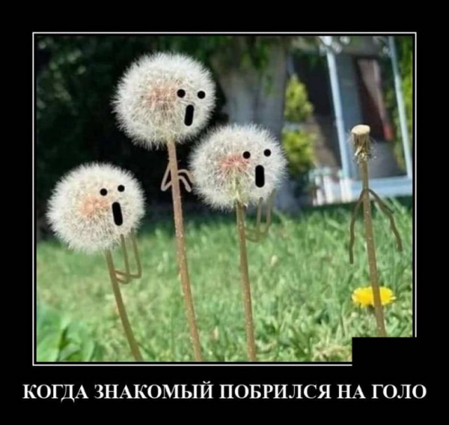 Применим физику в постели или белка и стрелка. Картинки