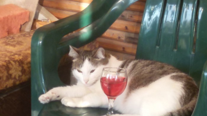 Алкоты