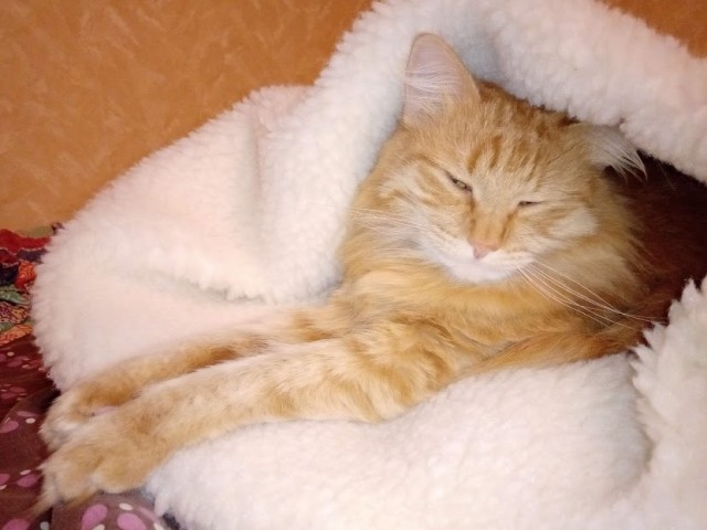 Коты, которые нас порадовали!