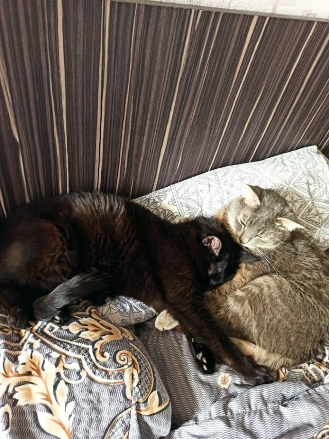 Ну, с котовторником!