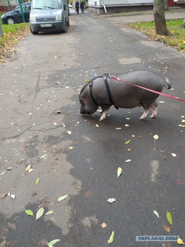 "А чо вы тут делаете? А чо у вас есть для меня?"