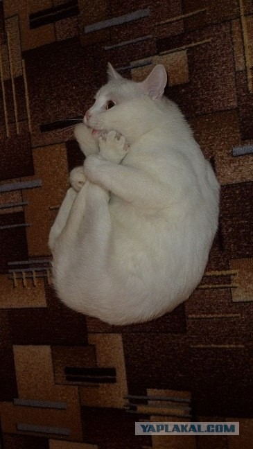 Котэ-креведко