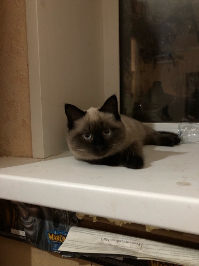 Котовторник. Пополнение семейства