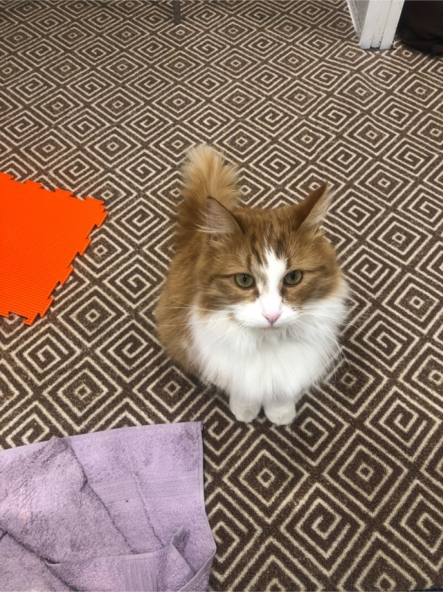 В завершение котовторника.