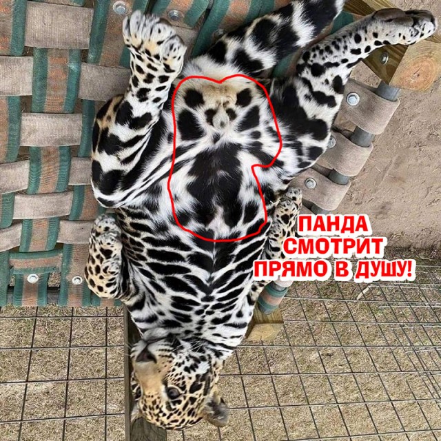 Подборка интересных и веселых картинок 31.01.21