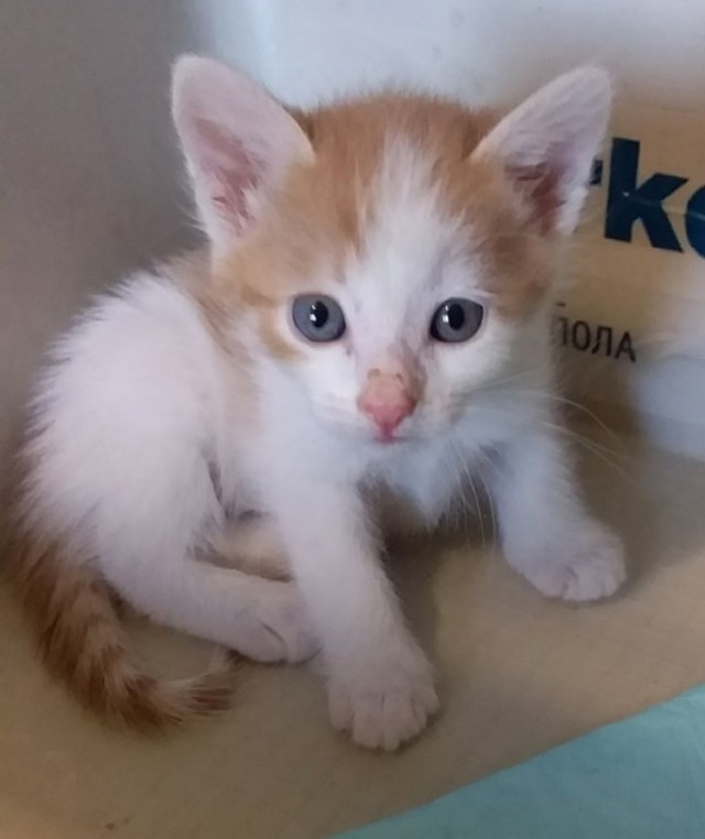 Кошки , кошечки, котяры 14.03.21