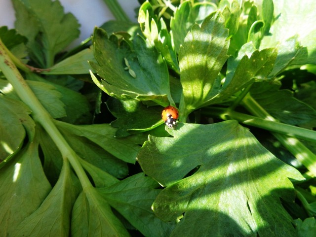 #ДРЯПикник2021! Компот из мяса.