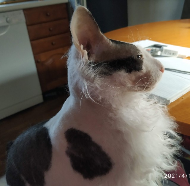 Котовторник. Поговорим о кличках, друзья