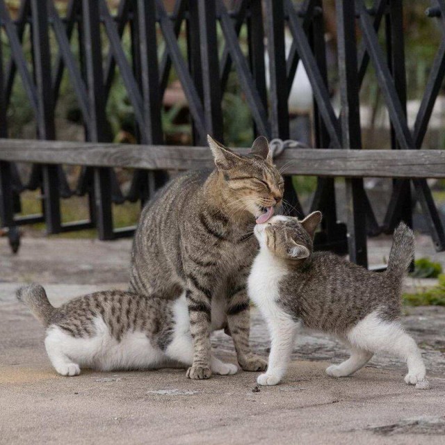 Разные котики