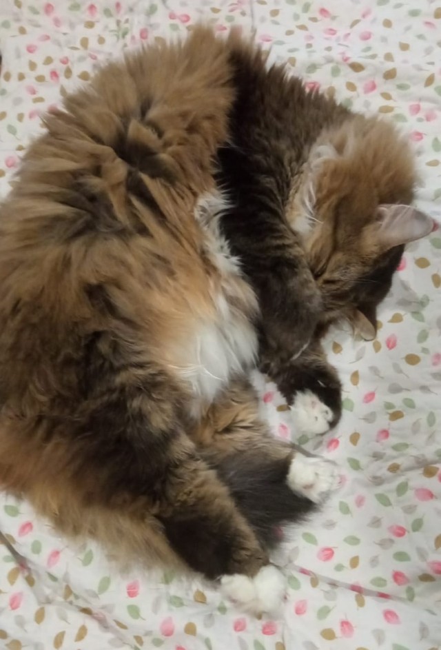 Котовторник (свои добавляем)