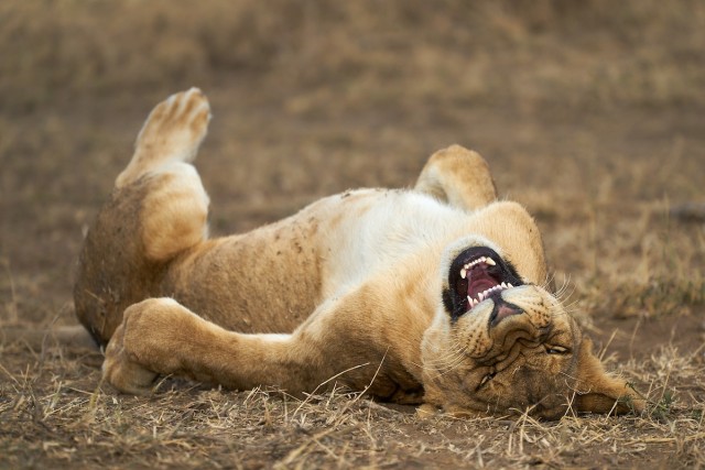 Лучшие фото конкурса Comedy Wildlife Photography Awards 2021