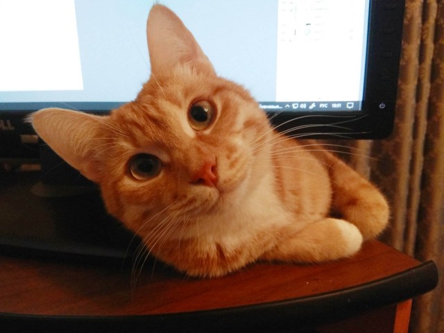 К котовторнику