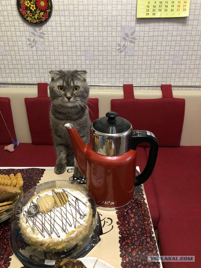Котовторник так котовторник