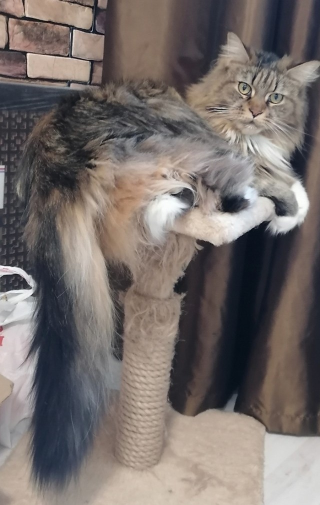 Кот Мейн-кун: царь домашних кошек!
