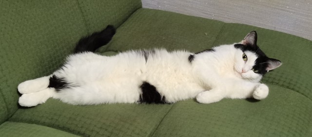 Господа и дамы ЯПа! Котовторник у нас начался! Отойдите от политоты и давайте котиков побольше!