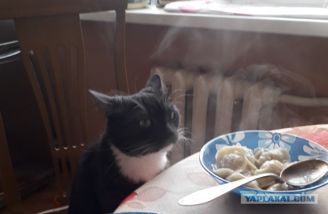 А ваши котейки че счас делают?