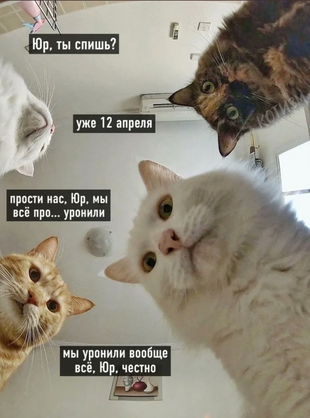 Очередной весёлый полтишок