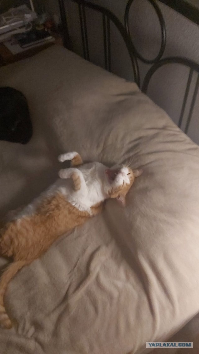 Котоманы, как не разориться на кормежке котов?