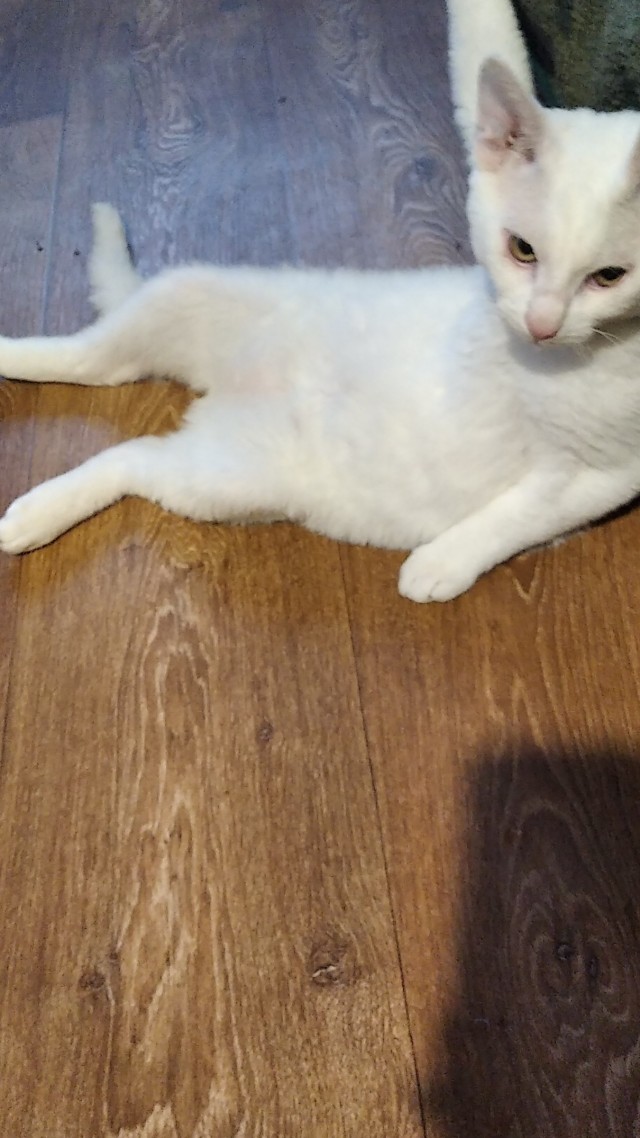 Котовторник! Пара фоток суровых котов.