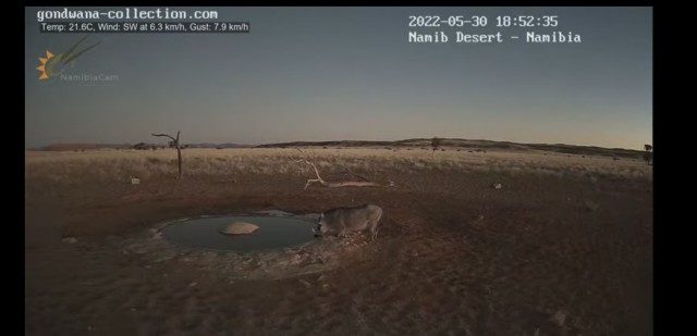 Водопой в пустыне Намиб