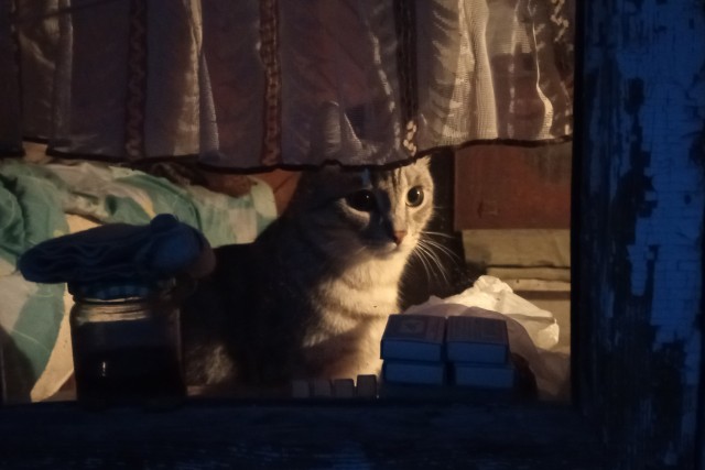 Деревенские, милые, шерстяные